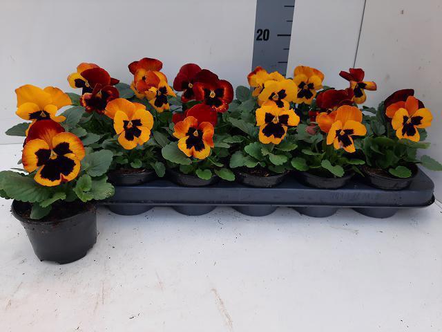 <h4>VIO WI DEL FIRE SURP</h4>