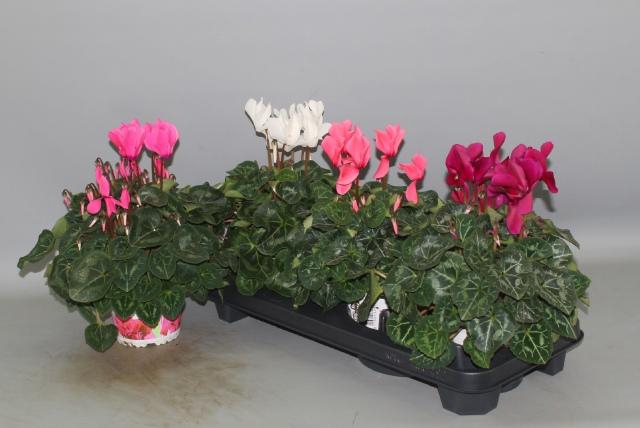 <h4>CYCL GR SUP XL</h4>