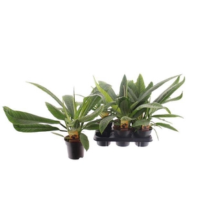 Philodendron Campii 14Ø 37cm