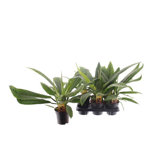<h4>Philodendron Campii 14Ø 37cm</h4>