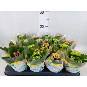 Kalanchoe blos. 'Calandiva Nolin'