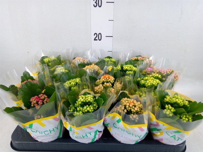 <h4>Kalanchoe blos. 'Calandiva Nolin'</h4>