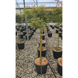 Acer palmatum