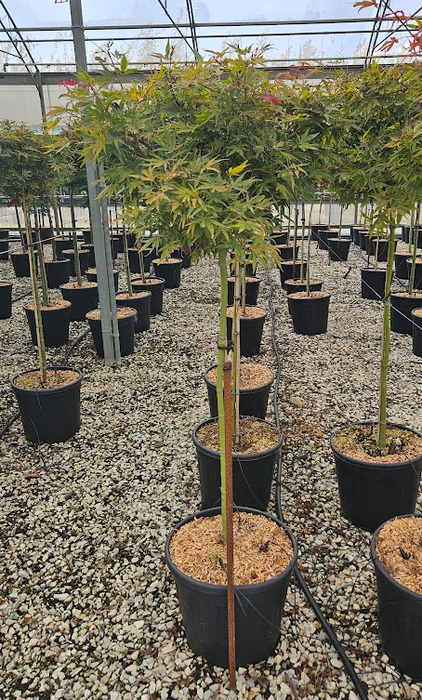 <h4>Acer palmatum</h4>