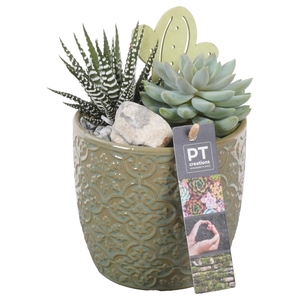 PTSU8471 Arrangement Succulenten in keramiek pot