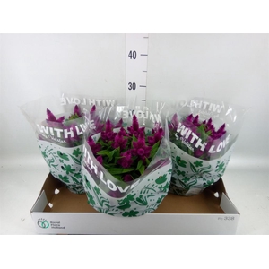 Celosia spic. 'Intenz'