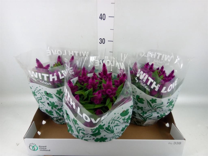 <h4>Celosia spic. 'Intenz'</h4>