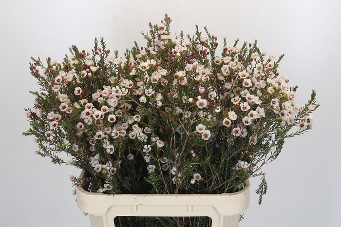 <h4>Chamelaucium Moonlight Delight</h4>
