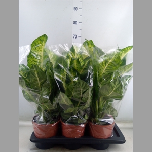 Dieffenbachia  'Mars'