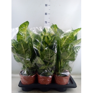 Dieffenbachia  'Mars'
