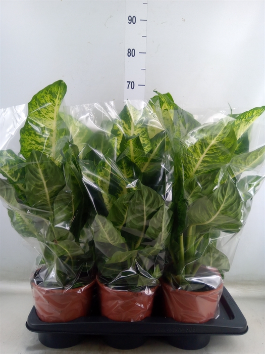 <h4>Dieffenbachia  'Mars'</h4>