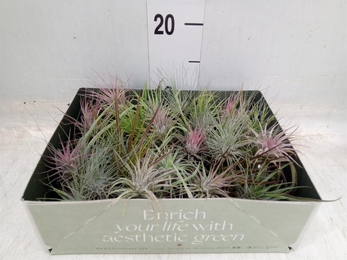 <h4>Tillandsia</h4>