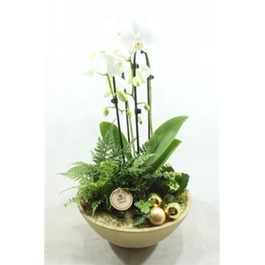 0125 Cascade Goud Ebbi