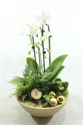 <h4>0095 PHAL GOUD EBBI CASCADE</h4>