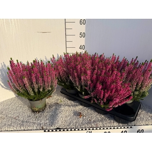 CALLU BL LAURA