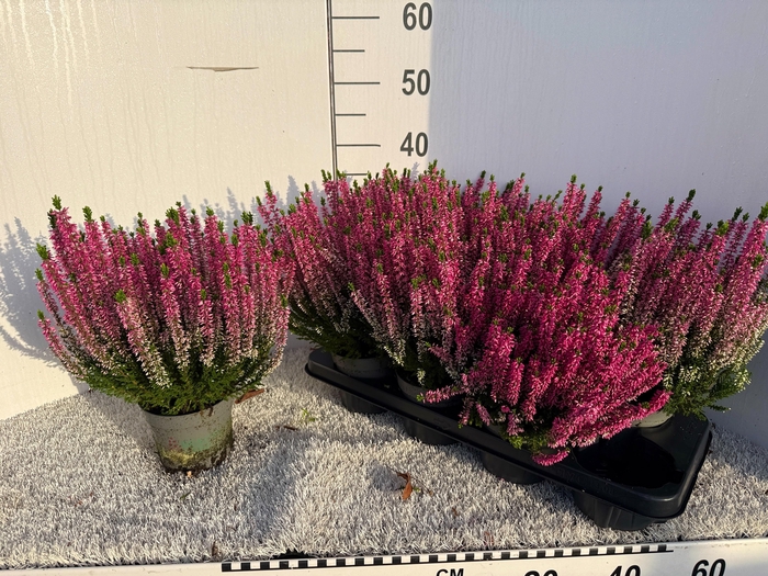 <h4>CALLU BL LAURA</h4>
