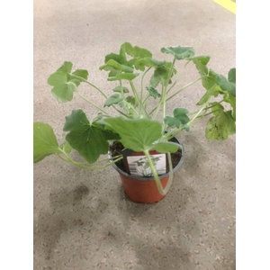 Pelargonium Tomentosum