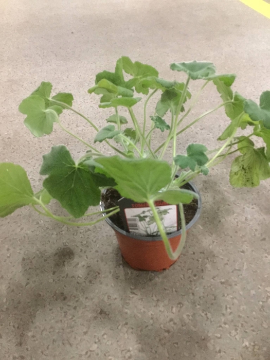 <h4>Pelargonium Tomentosum</h4>