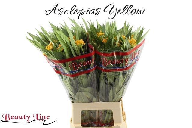 <h4>ASCL C SILKY GOLD</h4>