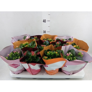 Kalanchoe blos.   ..mix tweekleurig