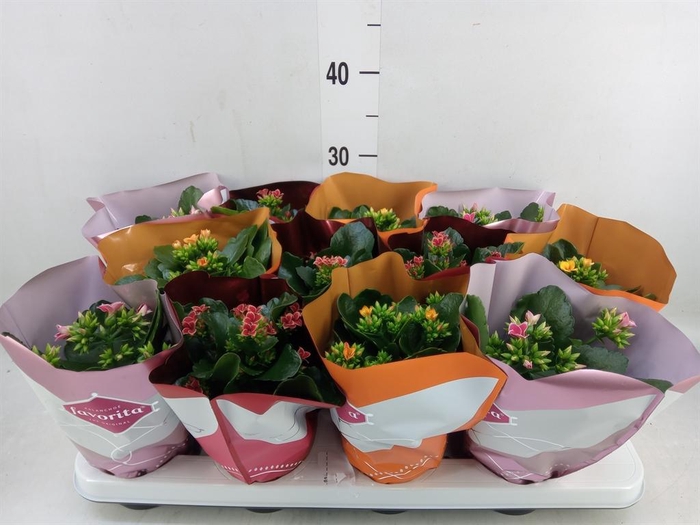<h4>Kalanchoe blos.   ..mix tweekleurig</h4>