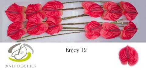 <h4>ANTHURIUM ANDR. 'ENJOY'</h4>