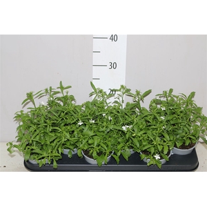 Lobelia Curaçao Basket White