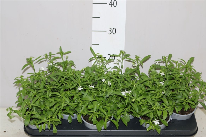 <h4>Lobelia Curaçao Basket White</h4>
