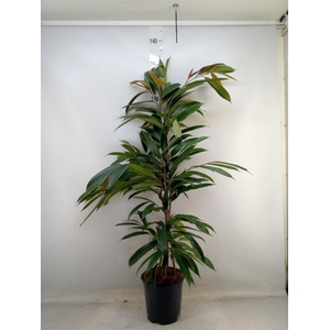 Ficus binn. 'Amstel King'