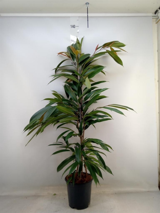 <h4>Ficus binn. 'Amstel King'</h4>