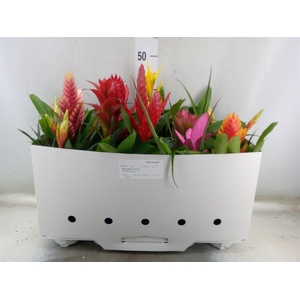 Bromelia   ...mix 10