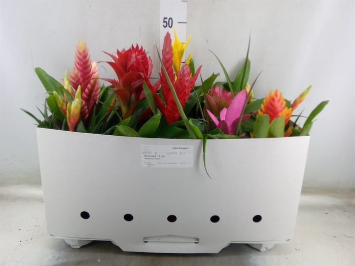 <h4>Bromelia   ...mix 10</h4>