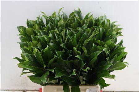 <h4>Laurier Kers Fijn Per Tak</h4>