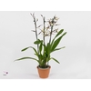 Inca Brassia Toscane 2 spike 9cm in luxury jungle cover