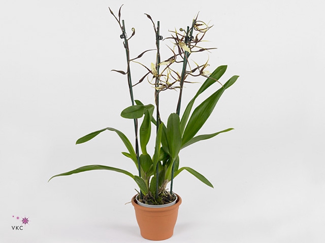 Inca Brassia Toscane 2 spike 9cm in luxury jungle cover