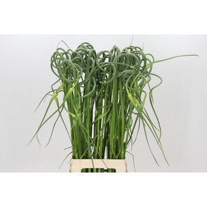 ALLIUM ZAADBOLLEN