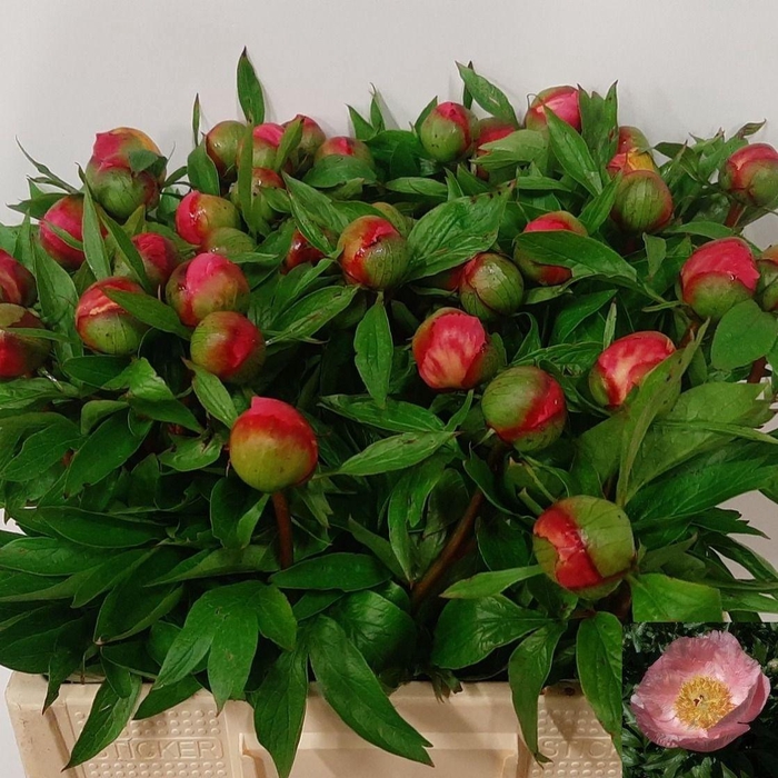 <h4>PAEO ROSELETTE</h4>
