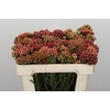 Kaaps Groen Red Brunia Small