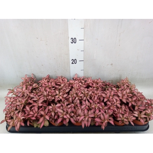 Fittonia  'Mosaic Pink Forest Flam'