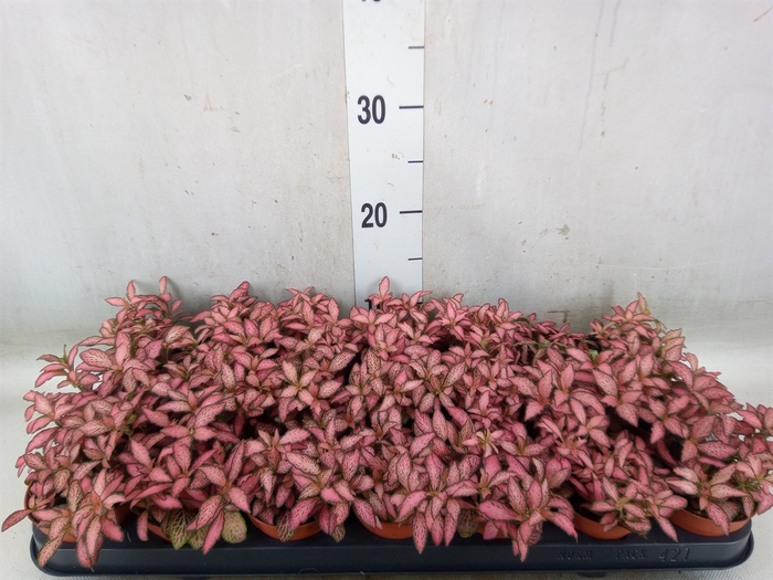 <h4>Fittonia  'Mosaic Pink Forest Flam'</h4>