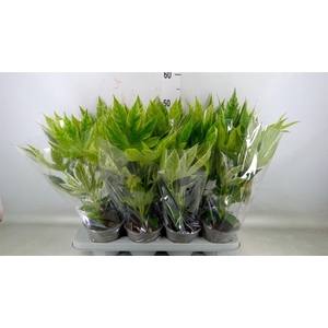 Fatsia japonica 'Variegata'