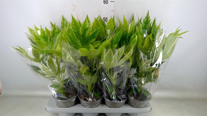 <h4>Fatsia japonica 'Variegata'</h4>