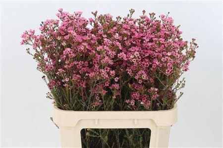 Chamelauc Sarahs Delight