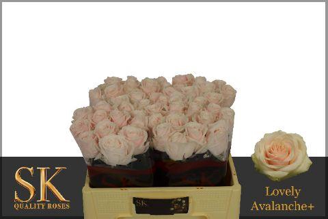 <h4>R GR LOVELY AVALANC+</h4>