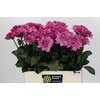 Dahlia Annamarie