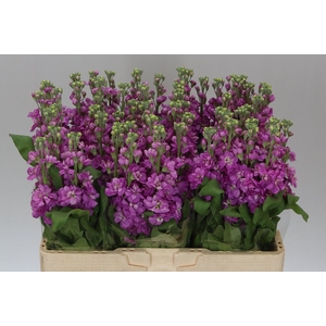Matthiola Cerise
