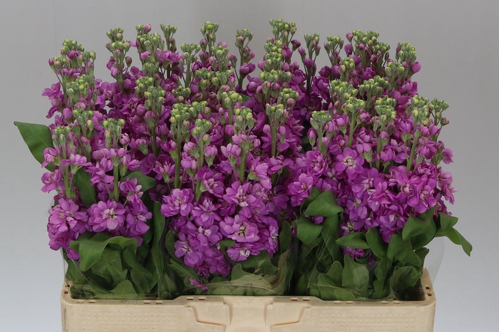 <h4>Matthiola Cerise</h4>