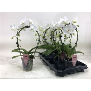 Phal Bow White 16+