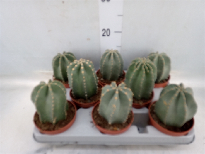 <h4>Cactus   ...</h4>