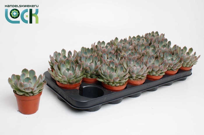 <h4>Echeveria Apus</h4>